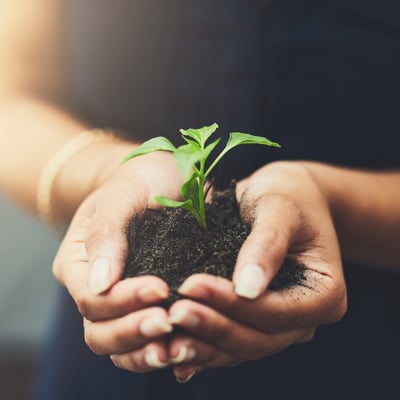 Hands grasping soil with a new shoot growing