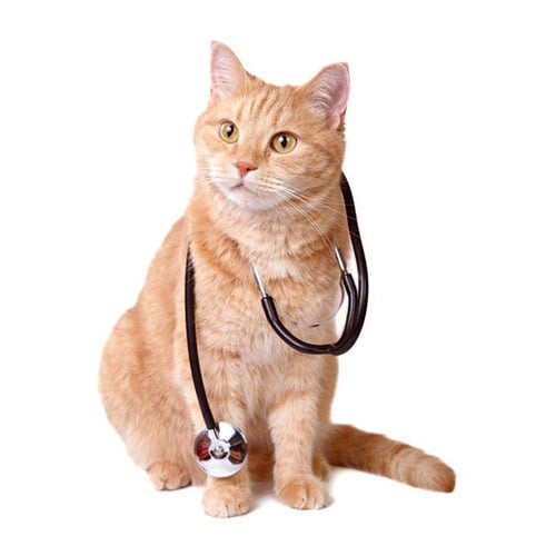 VetDigital veterinary websites