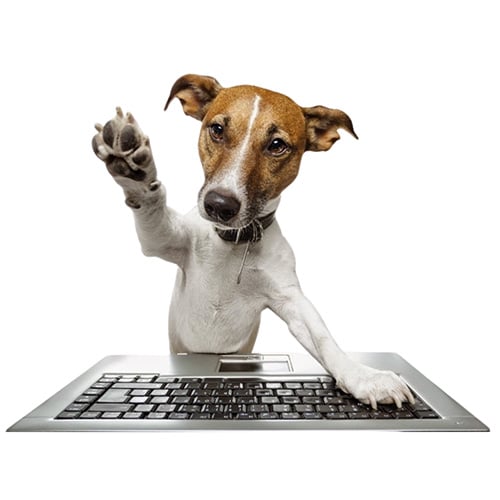 VetDigital Essential Package