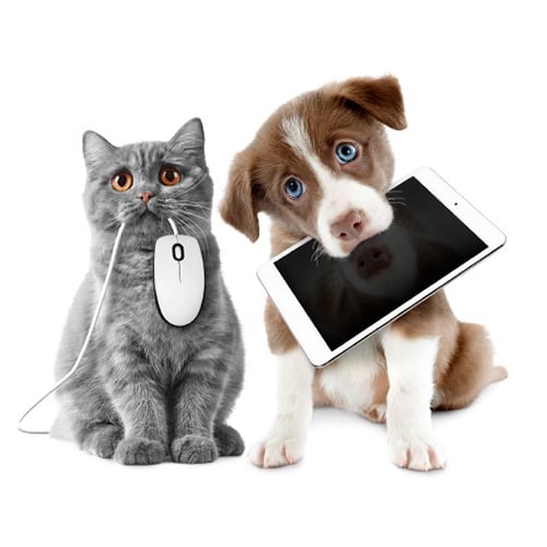 VetDigital marketing and branding