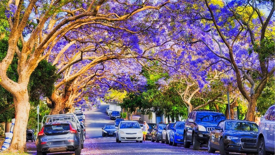 Jacaranda trees lining the street