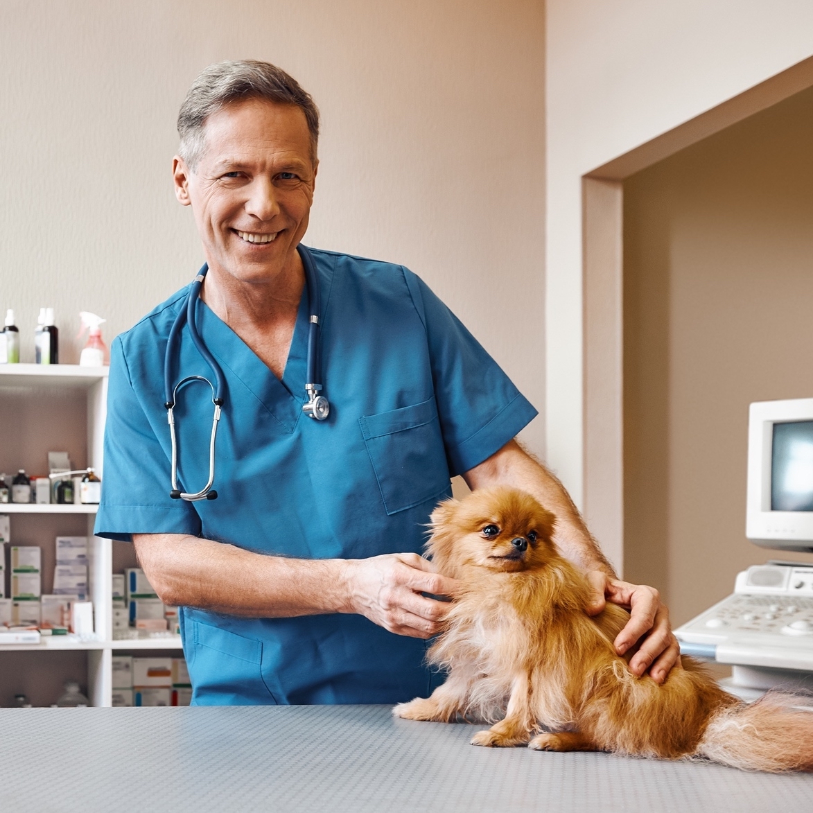 Veterinarian treating small dog in vet practice