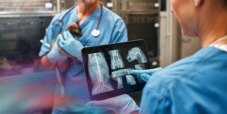 Animal being scanned, doctor viewing results on tablet