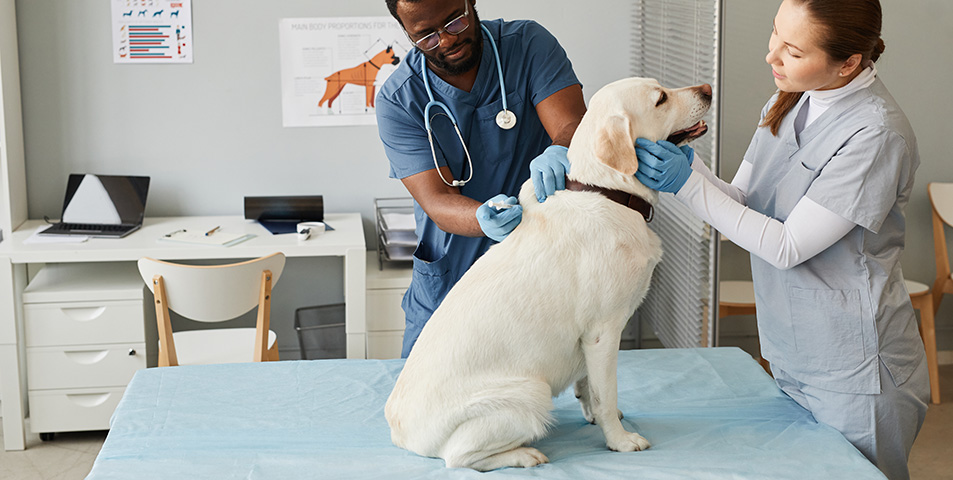 Labrador being attended to by vets
