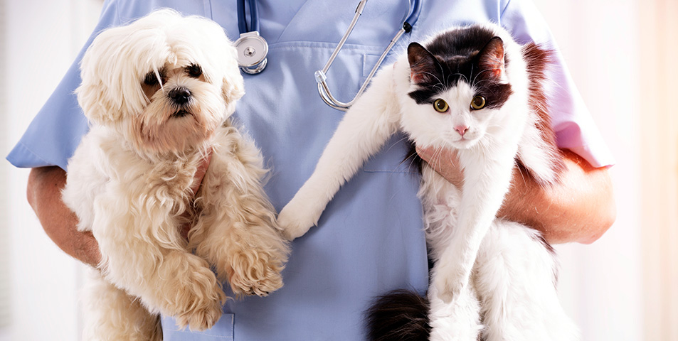Cat and dog