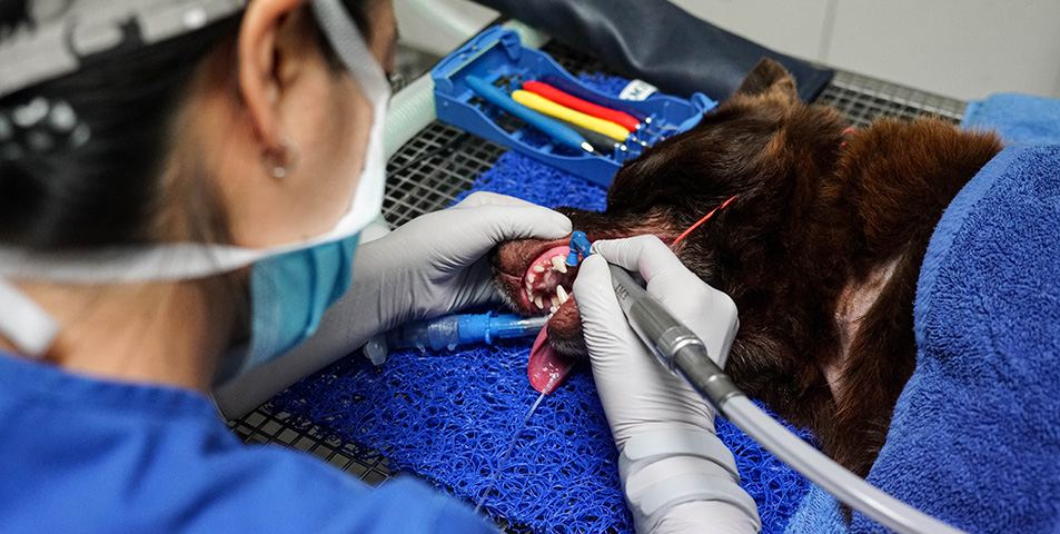 Vet cleaning dog teeth